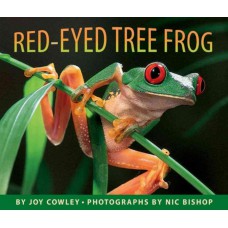 The red-eyed tree frog