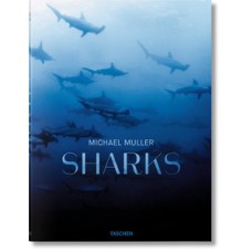 Michael muller: requins