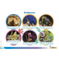 Seahorse Nursery Posters Seahorse Nursery Posters