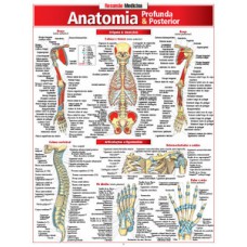 Anatomia profunda e posterior