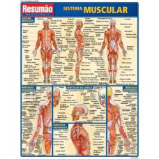 Sistema muscular