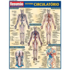 Sistema circulatório Sistema circulatório