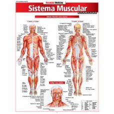 Sistema muscular avançado