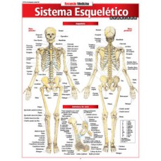 Sistema esquelético avançado
