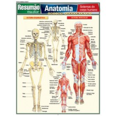 Anatomia